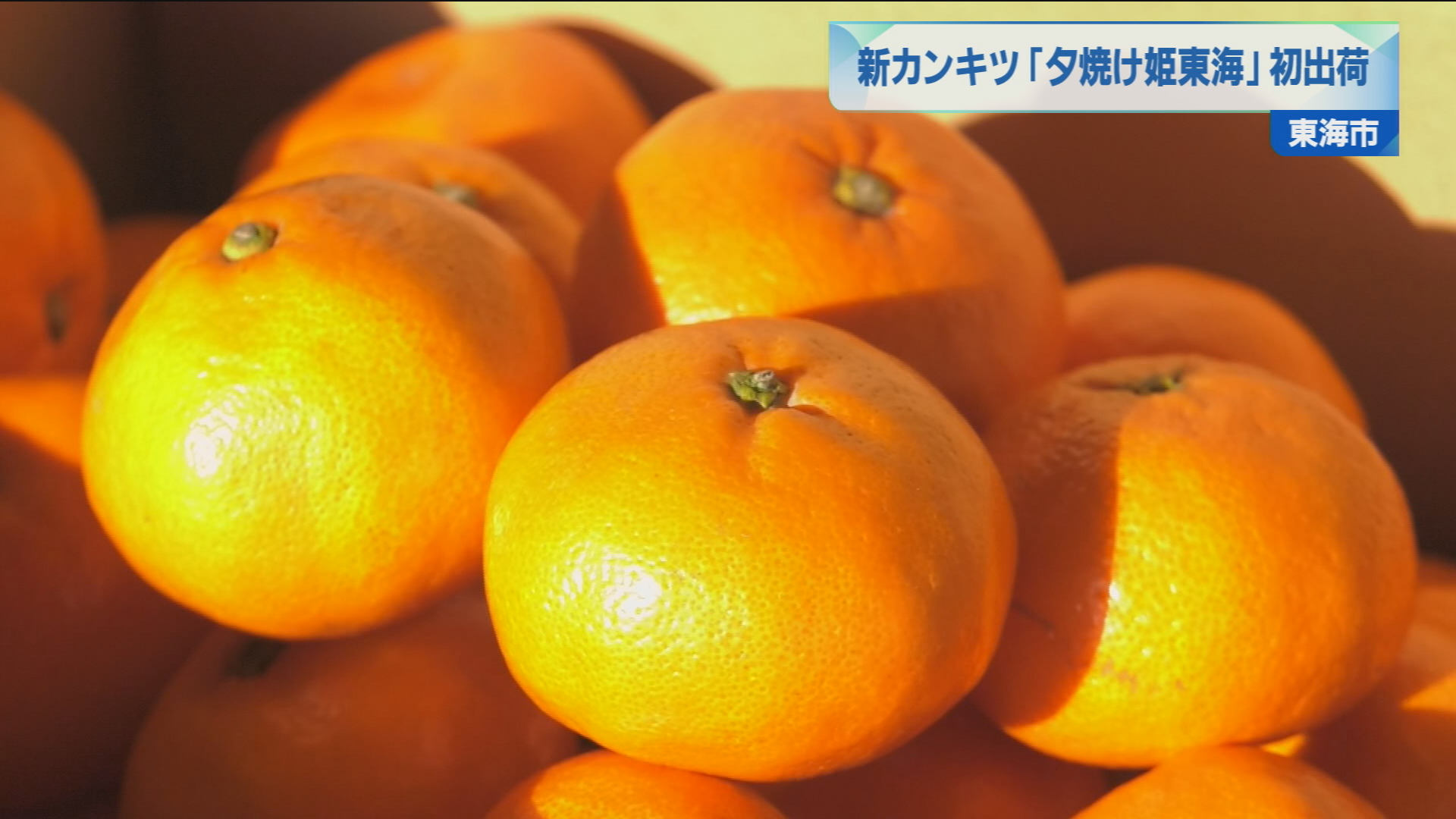 新カンキツ「夕焼け姫東海」初出荷 | メディアスチャンネル